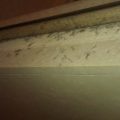 Efflorescence Specks Shower Shelf