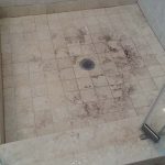 Terrific Mold Efflorescence On Shower Floor